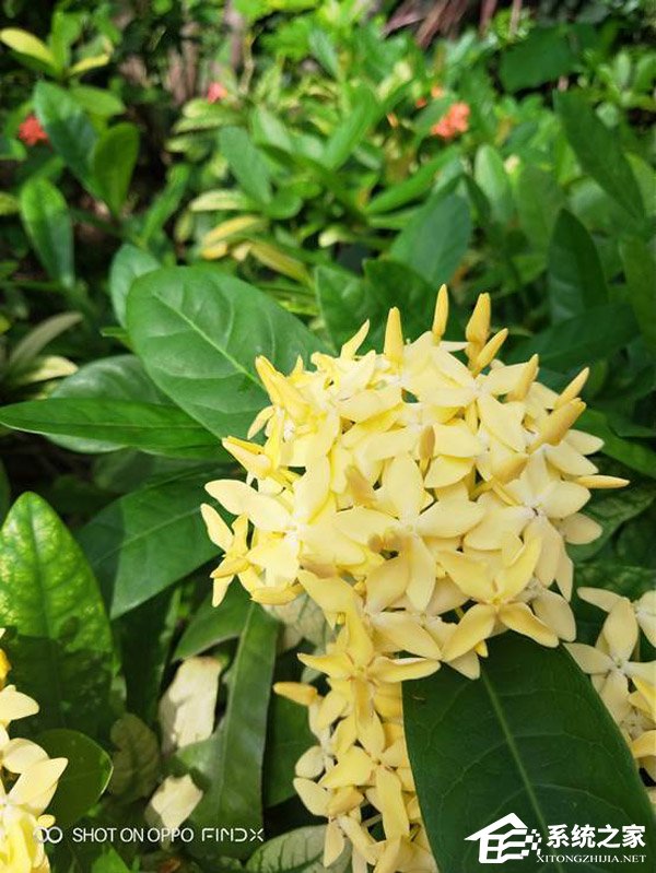 OPPO Find X拍照好用吗?OPPO Find X拍照性能评测