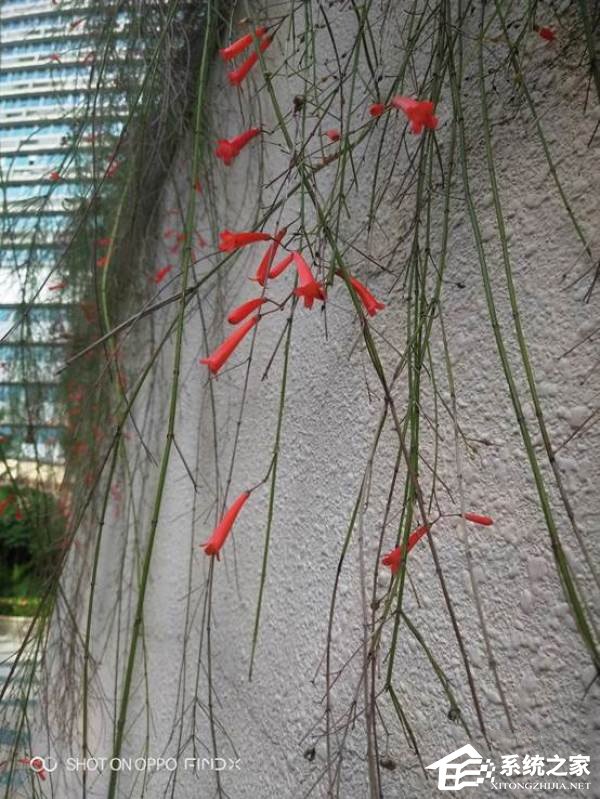 OPPO Find X拍照好用吗?OPPO Find X拍照性能评测