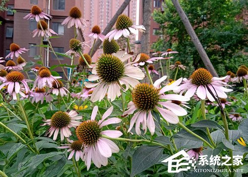 Nokia X5怎么样?诺基亚X5体验评测