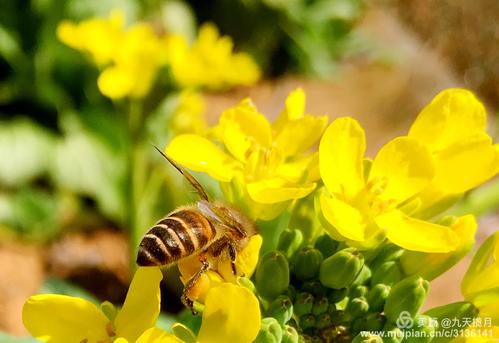2021年5月16日支付宝蚂蚁庄园答案!