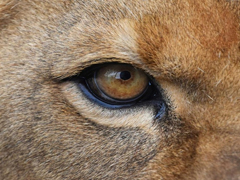 免费下载！微软推出《野生动物之眸》全新4K壁纸包